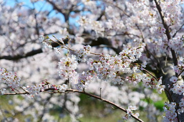 舟川べり桜並木。朝日、富山、日本。４月上旬。