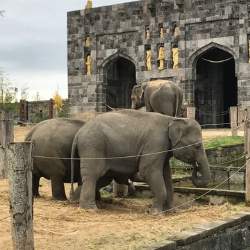 elefant herde zoo