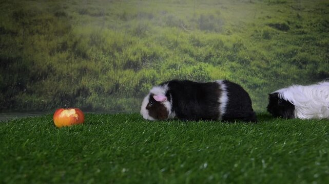 meerschweinchen tier natur nager apfel