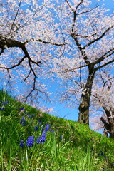 舟川べり桜並木。朝日、富山、日本。４月上旬。