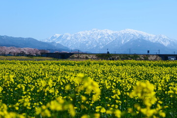 舟川べり桜並木。朝日、富山、日本。４月上旬。