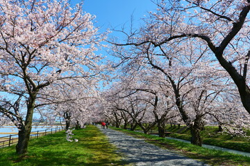 舟川べり桜並木。朝日、富山、日本。４月上旬。