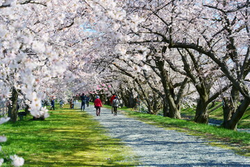 舟川べり桜並木。朝日、富山、日本。４月上旬。
