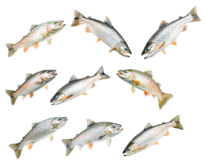 Set of trout fish with spotted scales, fins and open mouth isolated on white transparent background
