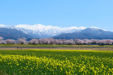 舟川べり桜並木。朝日、富山、日本。４月上旬。