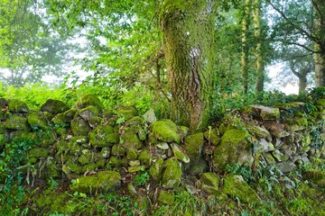 나무, 네이처, green, 공원, 경관, 경로, 식물, 나뭇잎, 여름, 내추럴, 주변, 밀림, 이끼, 봄, 단풍, 마운튼, h2o, 고사리