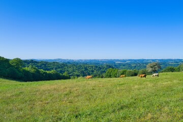 경관, sky, 목초, 네이처, 들판, green, 마운튼, 목초지, 고개, 여름, 시골, 구름, 나무, 농촌, 봄, 경치, 국가, 계곡, 경작, 수평선, 파노라마, blue