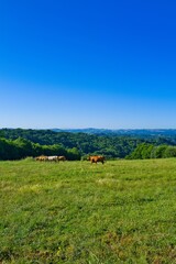 경관, sky, 목초, 네이처, 들판, 마운튼, green, 목초지, 여름, 시골, 고개, 구름, 나무, 봄, 경작, 농촌, 경치, 국가, 농장, 수평선, 계곡