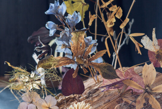 Mixed dried flowers on dark pastel color studio background