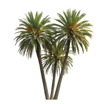 Date Palm Trees Isolated