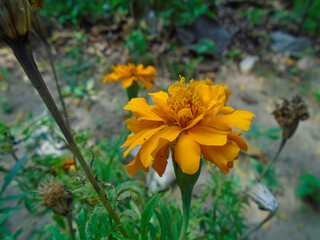 This beautiful marigold displays its bright orange petals, a cheerful sight in any garden. Bright orange Marigold Flower in Garden &ndash; Close-Up Nature Photography