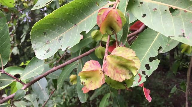 Close-up footage of Terminalia arjuna fruits growing naturally on an Arjuna tree in India. The Arjuna tree is a well-known medicinal plant in Ayurveda, its traditional use in herbal medicine