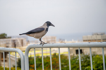 crow on a fence