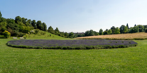 lavender field