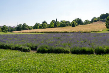 lavender field