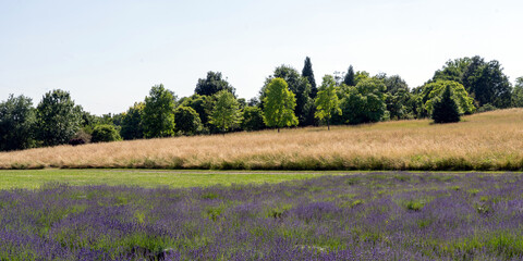 lavender field