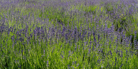 lavender field