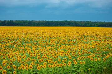 A vibrant expanse of yellow sunflowers stretching across a vast field under a dramatic blue sky, with a dark green forest on the horizon. Symbolizing summer, nature, and abundant harvest.