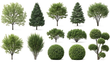 Diverse 3D rendered trees, shrubs, and bushes collection for architectural visualization and landscape design. Features deciduous, coniferous, and topiary plants on white.