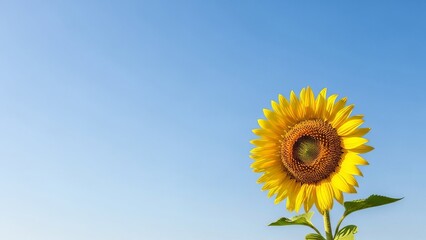 Bright sunflower blooming against clear blue sky  
