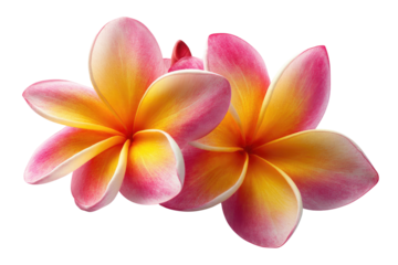 Two pink-edged, yellow-centered plumeria blossoms against black