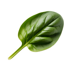 Fresh vibrant spinach leaf isolated on pure white background showcasing its natural texture and color