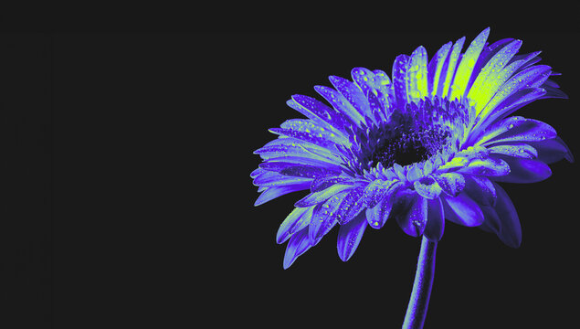 A single gerbera flower in neon blue and yellow with digital processing on a deep black background, close-up with visible water droplets, dramatic contrast, and copy space for text