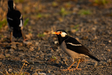 Pied Starling Foraging on Green Grass in Daylight