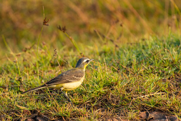 Grey Wagtail Foraging on Green Grass in Natural Daylight