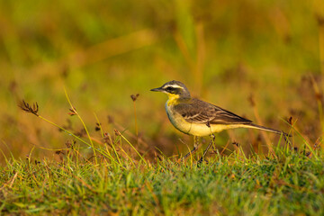Grey Wagtail Foraging on Green Grass in Natural Daylight