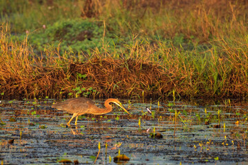 Purple Heron patiently hunting for fish in shallow water
