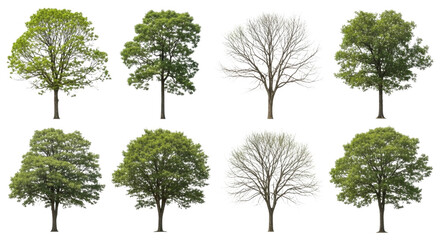 Collection of eight diverse deciduous trees some with full foliage and others as bare winter silhouettes isolated on transparent background