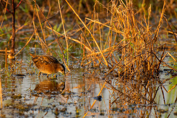 Baillon’s Crake Foraging in Shallow Wetland Under Daylight