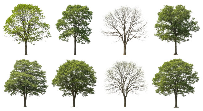 Collection of eight diverse deciduous trees some with full foliage and others as bare winter silhouettes isolated on transparent background