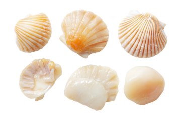 Six scallops three shells, three cooked, ivory and peach hues