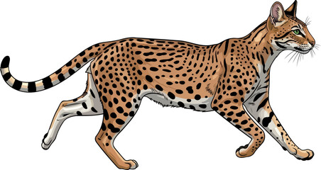 spotted enigma the ocelots untamed spirit and nocturnal graceful prowl, vector isolated on transparent background