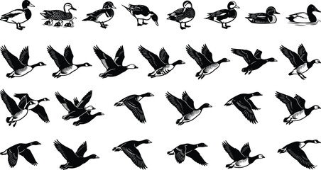 Duck and goose silhouettes collection showing flying swimming and walking waterfowl poses isolated on white background vector illustration set © Creative Vector