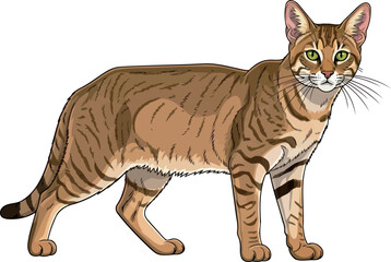 Fototapeta premium wild stripes, green gaze an exotic felines untamed domestic beauty, vector isolated on transparent background
