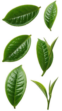 Assorted fresh green tea leaves and young sprouts, isolated subject for herbal beverage and natural skincare packaging