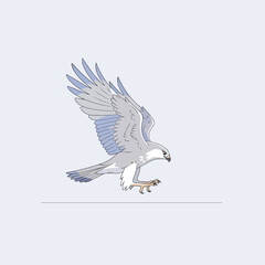 Osprey Bird Flying with Wings Extended Gracefully.