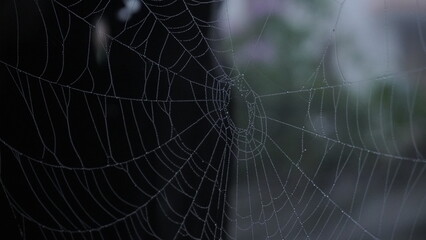 spider web with dew drops