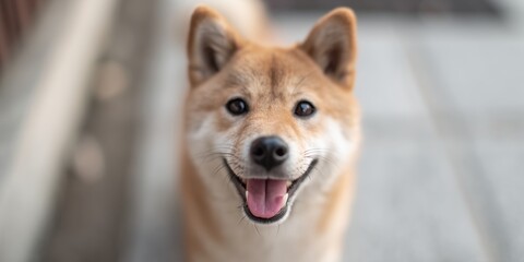 Happy dog standing on a path with a friendly expression during the day