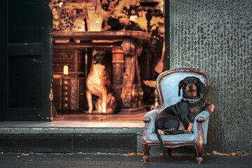 Dog sitting in the armchair outdoors