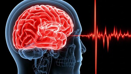 Human brain anatomy with heartbeat signal showing neural activity medical science healthcare neuroscience and mental health concept - Powered by Adobe