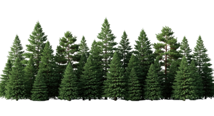 A dense forest of various evergreen coniferous trees with lush green foliage isolated on transparent background