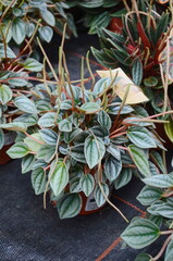 Peperomia caperata leaf plant in heart shape patterns colorful natural garden background