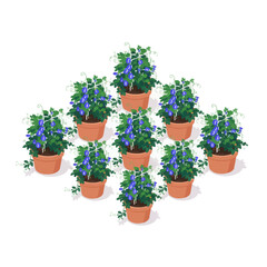 flower pots of butterfly pea flowers lined up