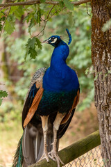 Obraz premium Paon bleu majestueux au parc animalier de Gramat, oiseau exotique au plumage coloré