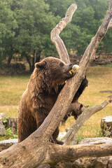 Ours brun mangeant dans l&rsquo;eau lors d&rsquo;un enrichissement alimentaire en milieu naturel