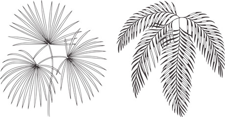 Detailed black and white palm leaves and fan palm fronds © Parvej